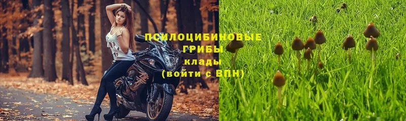 Галлюциногенные грибы Psilocybe  Балахна 